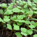 Zašto rotkvica ide na strelicu - šta učiniti